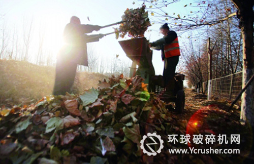 落葉被工人放入粉碎機，一兩分鐘后就可變成綠肥 